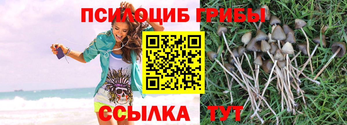 Псилоцибиновые грибы Psilocybine cubensis Старый Оскол